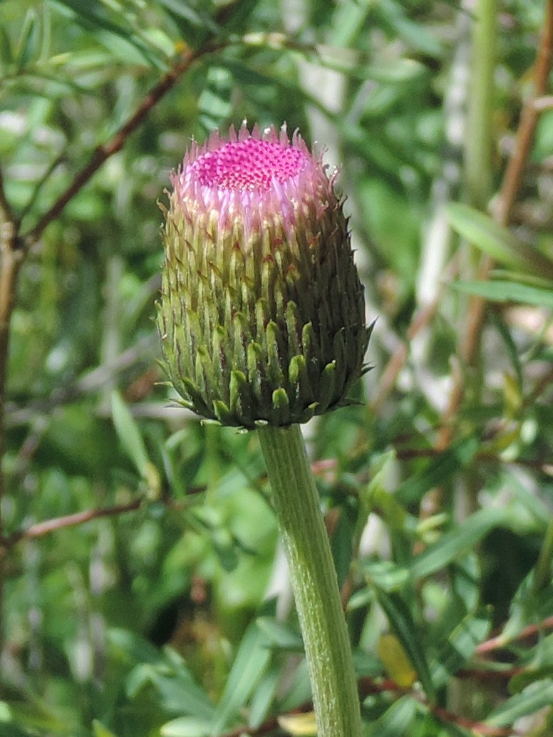 Cirsium heterophyllum